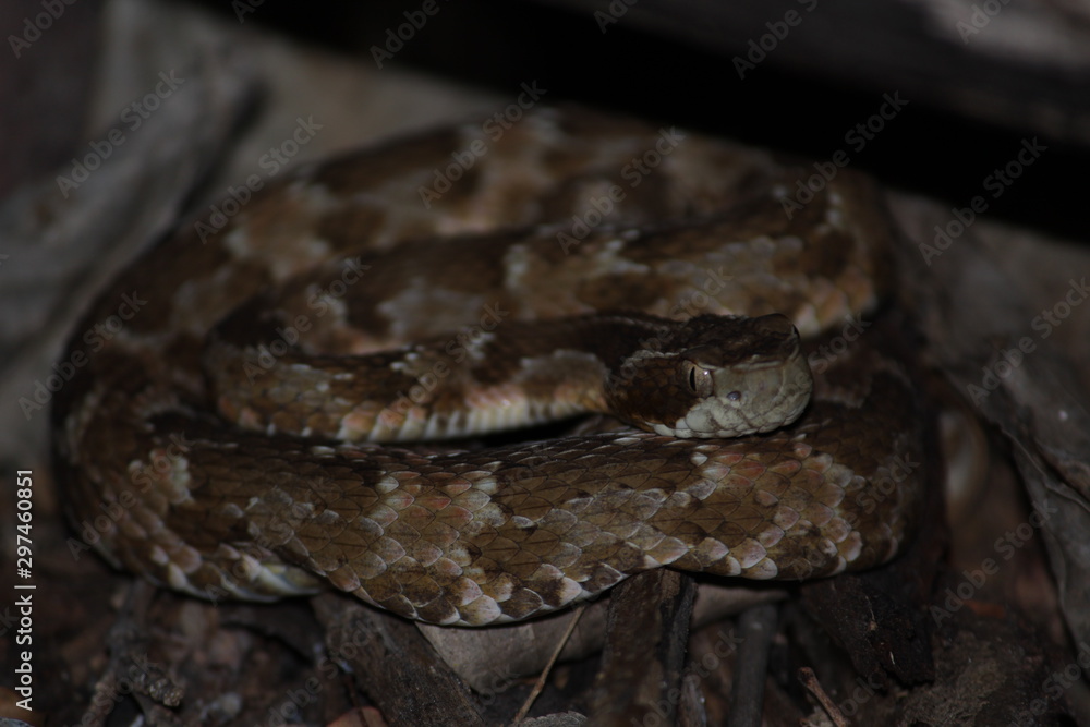 Snake on Caatinga Snake on Caatinga