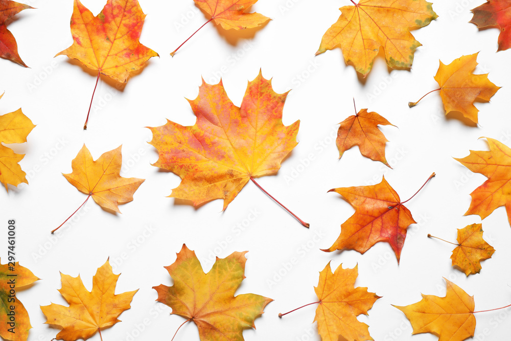Fototapeta premium Flat lay composition with autumn leaves on white background
