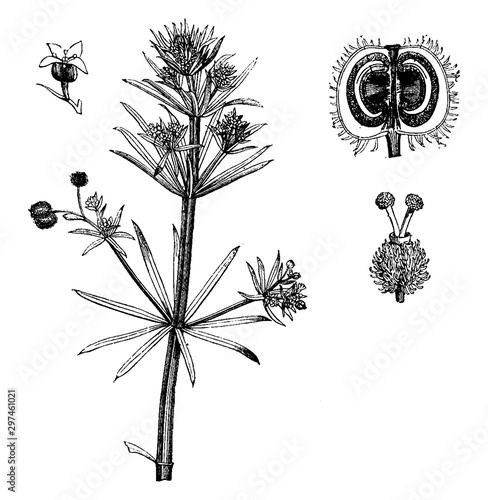 Cleavers vintage illustration.