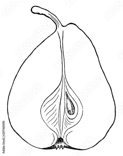 Jalousie de Fontenay Vendee Pear vintage illustration.