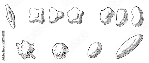 Spores of Fungi (Agaricus) vintage illustration.