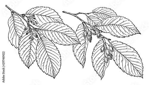 Branch of September Elm vintage illustration.