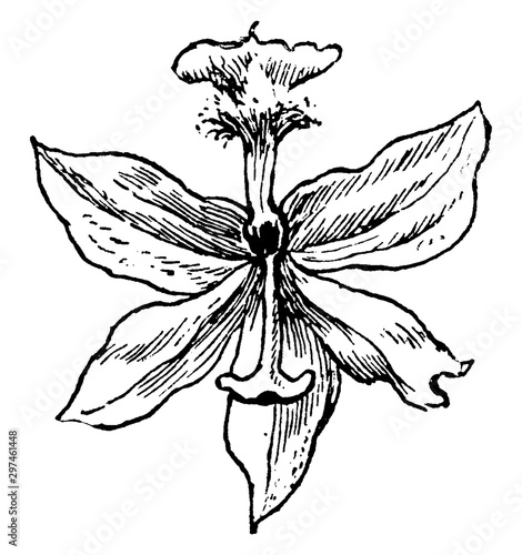 Tuberous Grass Pink vintage illustration.