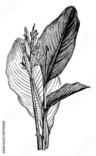 Flowers and Leaves of Canna Indica vintage illustration.