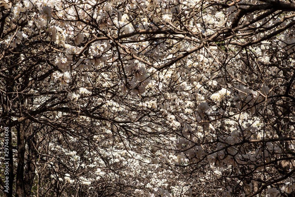 Ipes white tree flowering with selective focus in the municipality of Marilia Ipes white tree flowering with selective focus in the municipality of Marilia