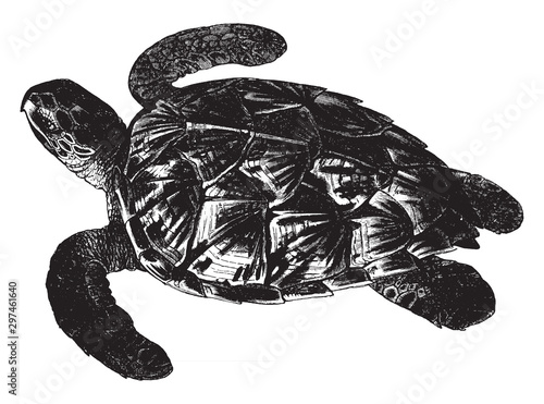 Imbricated turtle, vintage illustration. photo