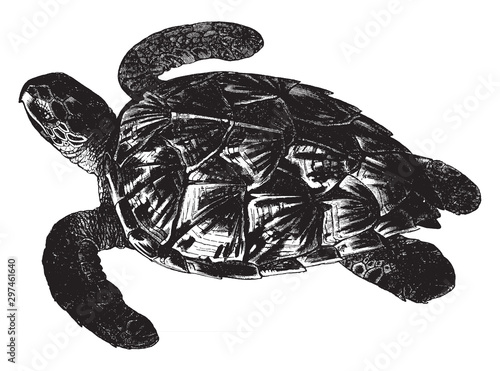 Cuadro en lienzo Imbricated turtle, vintage illustration.