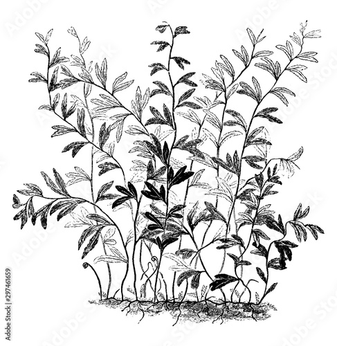 Hymenophyllum Falklandicum vintage illustration.