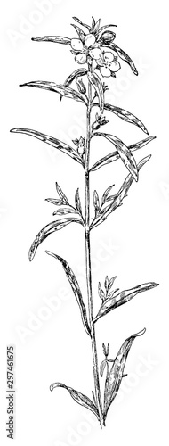 Seedbox vintage illustration.
