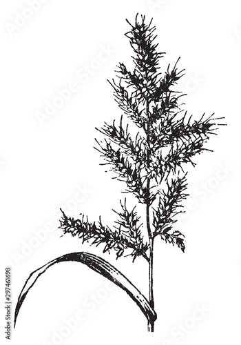 Echinochloa vintage illustration.