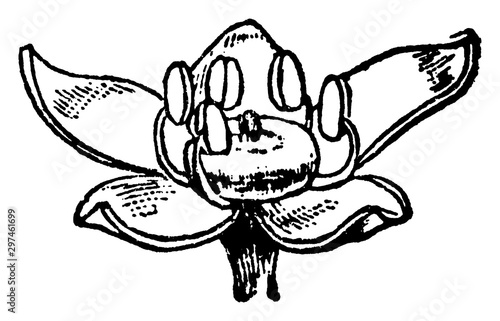 Pilocarpus Flower vintage illustration.