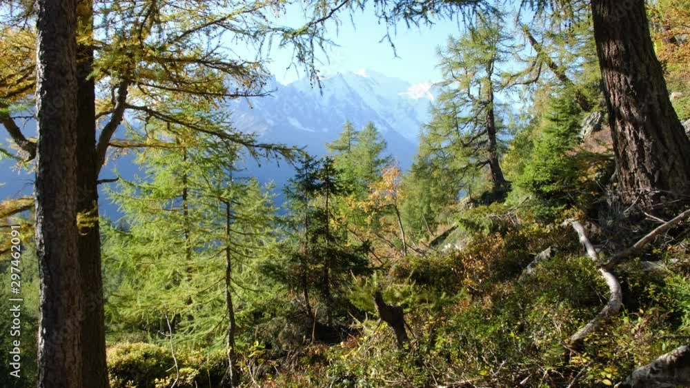 Mont Blanc view from the Aiguilles Rouge, through the trees, near Chamonix. An amazing hike to do. Mont Blanc view from the Aiguilles Rouge, through the trees, near Chamonix. An amazing hike to do.