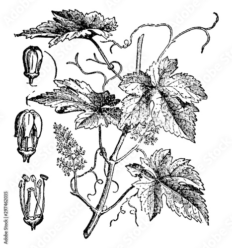 European Grape vintage illustration.