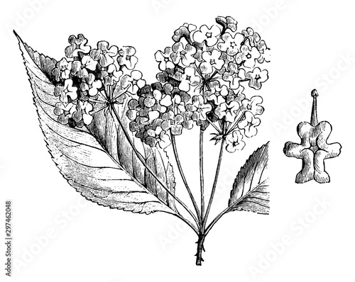 Inflorescence and Detached Flower of Hybrid Lantana vintage illustration.