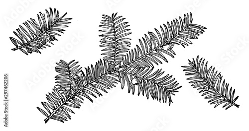 Branch of Pacific Yew vintage illustration.