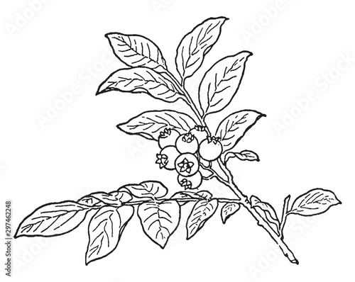 Huckleberry vintage illustration.
