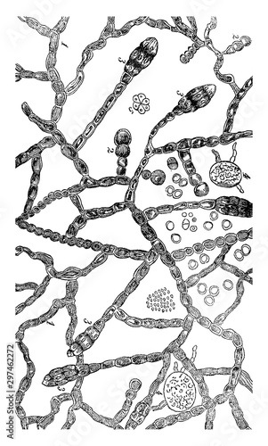 Stages of fungus growth vintage illustration.