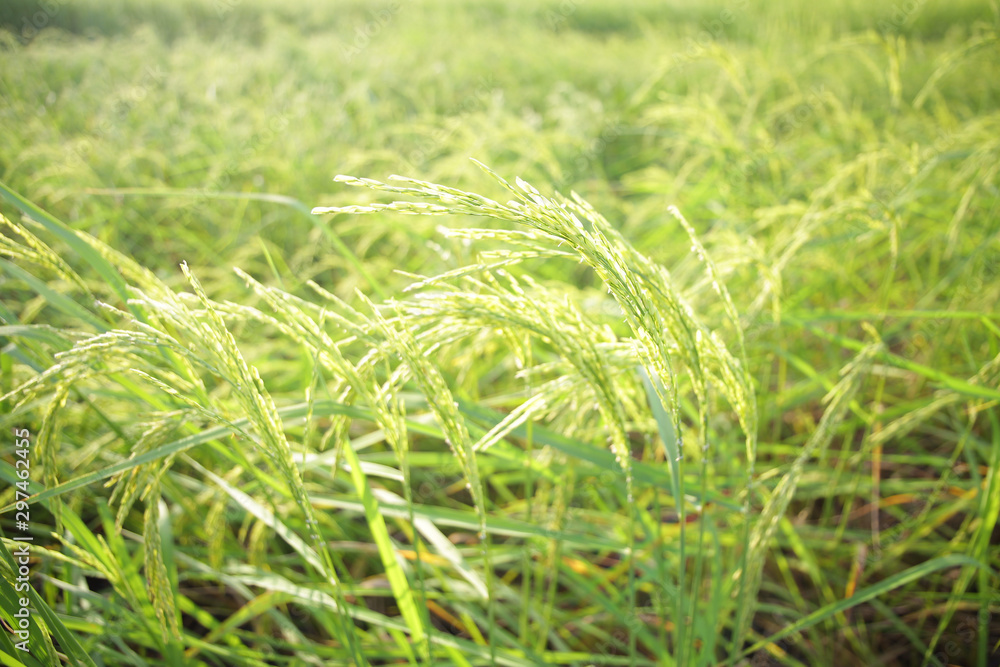 Rice green field with sunlight Rice green field with sunlight
