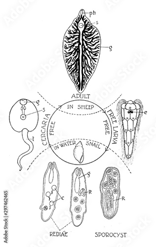 Liver Fluke Life Cycle, vintage illustration.