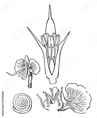 Prickly Saltwort vintage illustration.