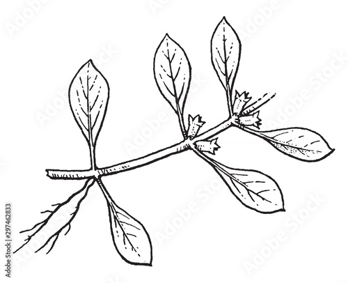 Ludwigia vintage illustration.
