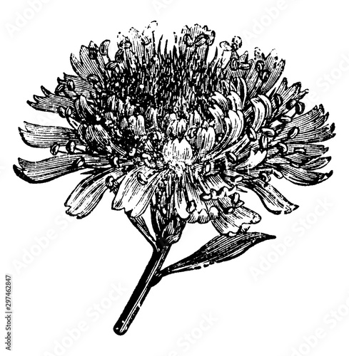 Flower Head of Globularia Alypum vintage illustration. photo