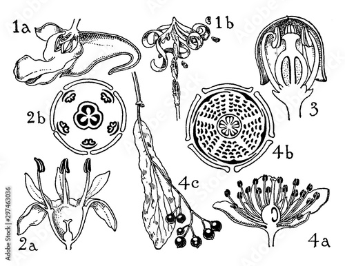 Orders of Balsaminaceae, Rhamnaceae, Vitaceae, and Tiliaceae vintage illustration.