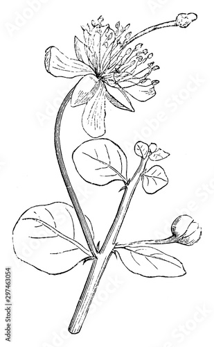 Flower and Bud of Capparis Spinosa vintage illustration.