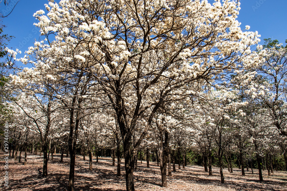 Fototapeta premium Ipes white tree flowering grove in the municipality of Marilia