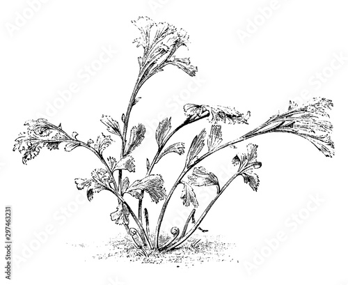 Asplenium Adiantum-Nigrum Grandiceps vintage illustration. photo