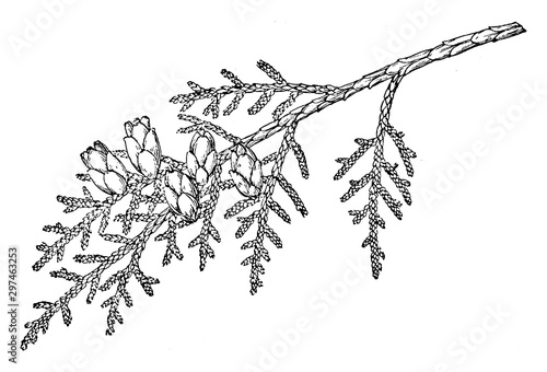 Branch of Western Redcedar vintage illustration.
