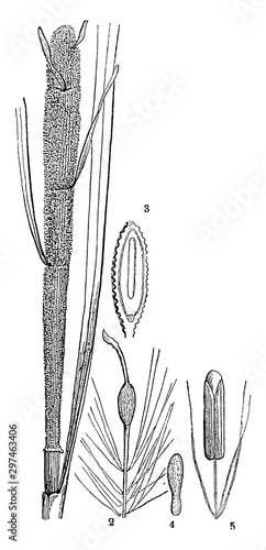 Common Bulrush vintage illustration.