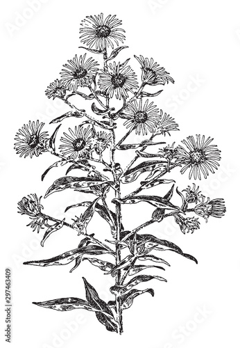 Aster Novae-Angliae vintage illustration.