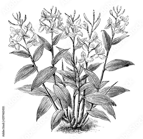 Burbidgea Nitida vintage illustration.