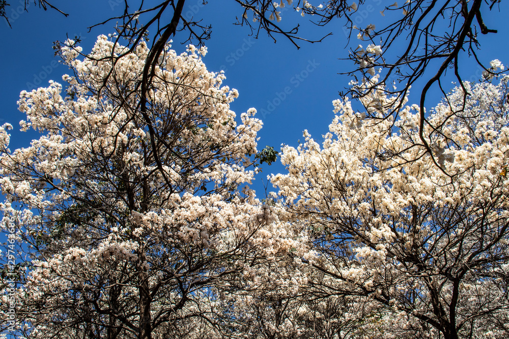 Ipes white tree flowering with selective focus in the municipality of Marilia Ipes white tree flowering with selective focus in the municipality of Marilia