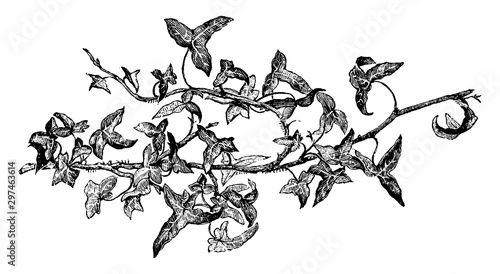 Hedera Helix Donerailensis vintage illustration.