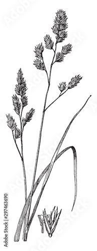 Orchard Grass vintage illustration.