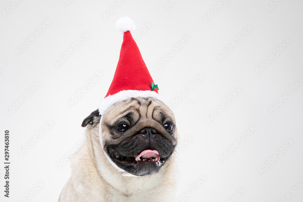 Adorable Pug wearing santa hat in christmas day ready to celebrated with owner on grey background,Christmas and New year concept