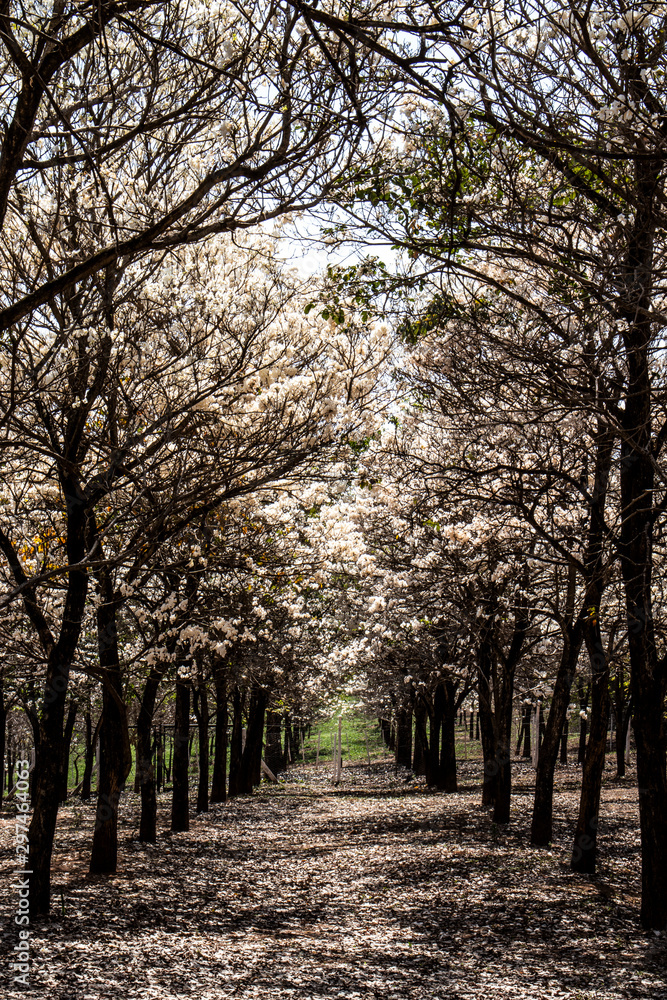 Ipes white tree flowering grove with selective focus in the municipality of Marilia