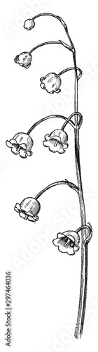 Lily-of-the-Valley Raceme vintage illustration.
