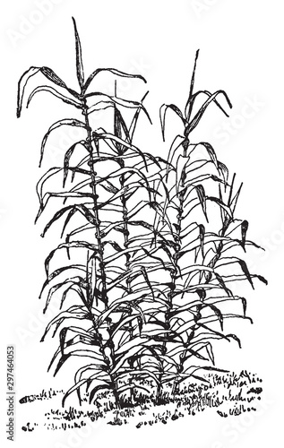 Arundo Donax vintage illustration.