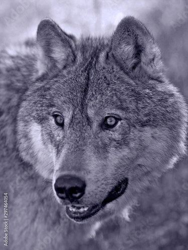 portrait of a beautiful Wolf
