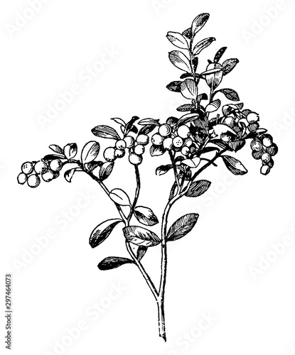 Mountain Cranberry vintage illustration.