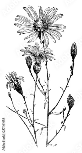 Aster Turbinellus vintage illustration.