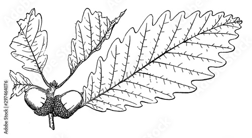 Branch of Swamp Chestnut Oak vintage illustration.