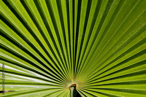 Tableau sur toile Closeup of saw palmetto (Serenoa repens AKA sabal serrulata) fan with image blurring as move away from fan center