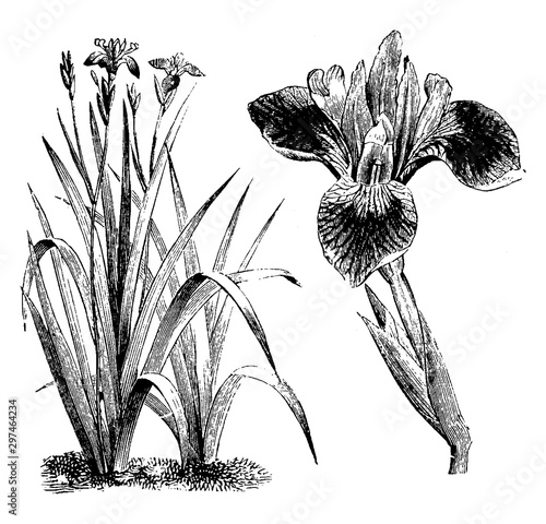 Habit and Detached Portion of Inflorescence of Iris Versicolor vintage illustration.