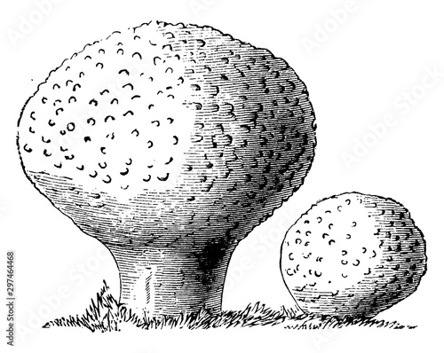 Lycoperdon Gemmatum vintage illustration.
