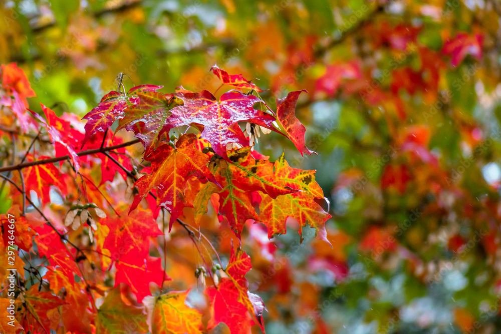 Autumn red, yellow and orange leaves in mix of snowing and raining