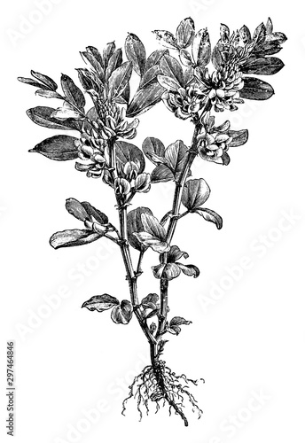 broad, bean, edible, Faba, vulgaris, flower vintage illustration.